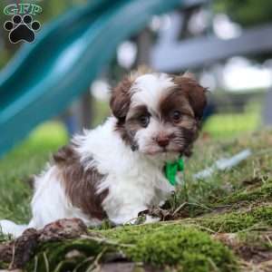 Alex, Havanese Puppy